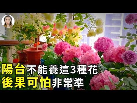 陽台種玫瑰風水|種玫瑰花的陽台風水如何